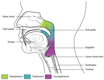 Illustration from Anatomy & Physiology, Connexions Web site. httpcnx.orgcontentcol114961.6, Jun 19, 2013, OpenStax College
