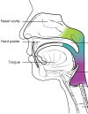 https://cnx.org/contents/t2sgkCQ-@8/Organs-and-Structures-of-the-Respiratory-System