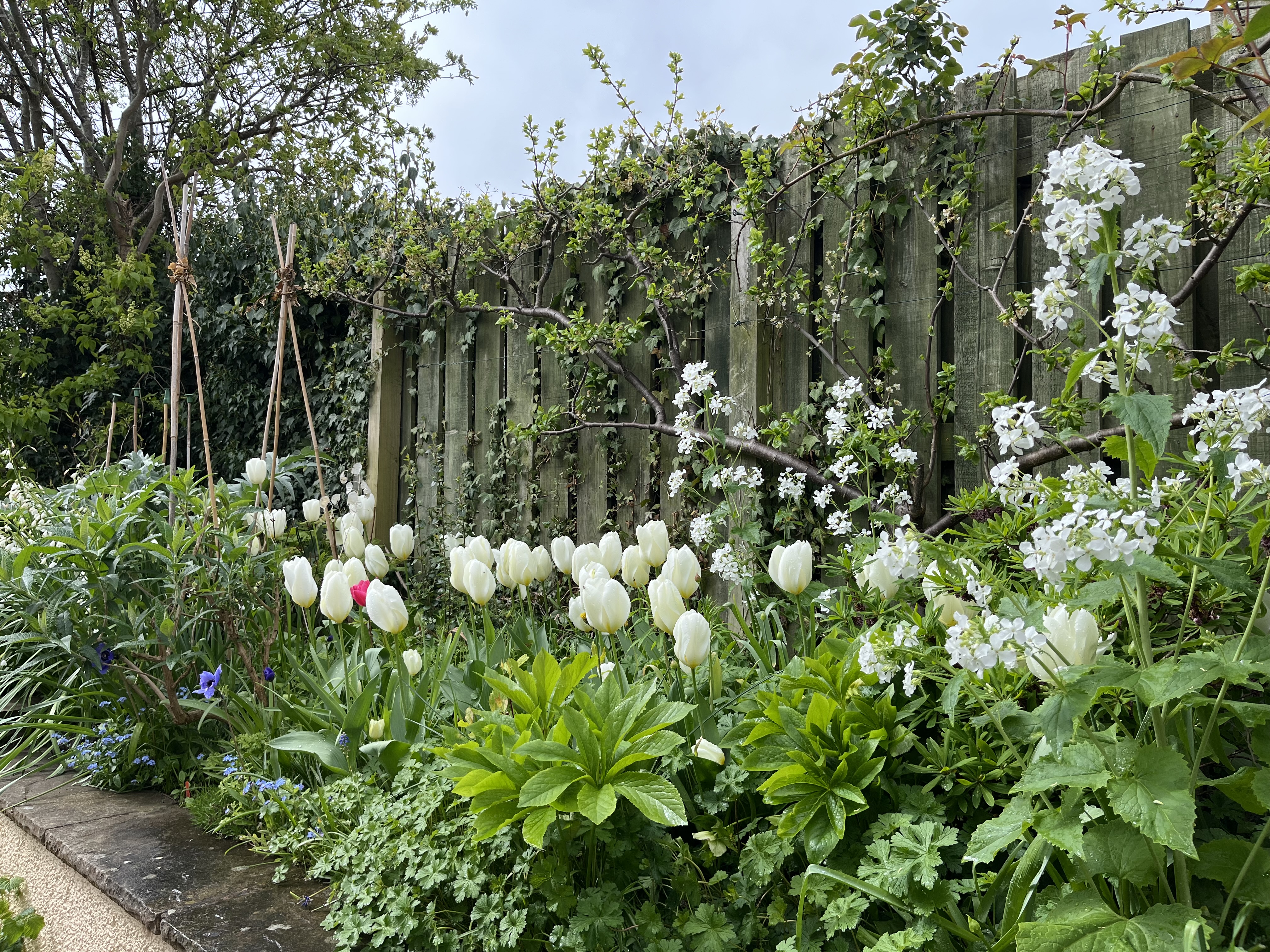 Mercat Cottage Garden - Apr 2026 - white tulips